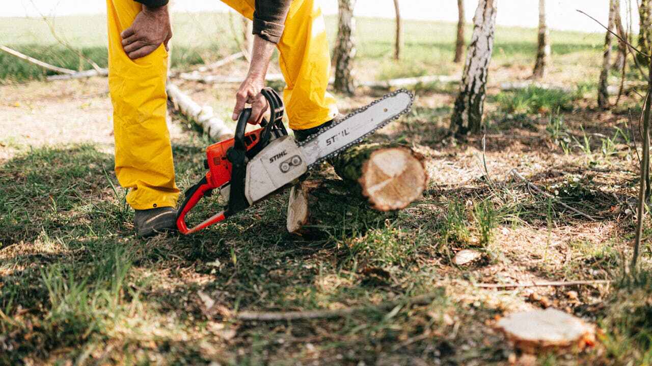 Best Tree Stump Removal  in Mount Morris, MI